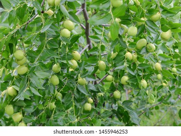 Jujube Tree Images Stock Photos Vectors Shutterstock