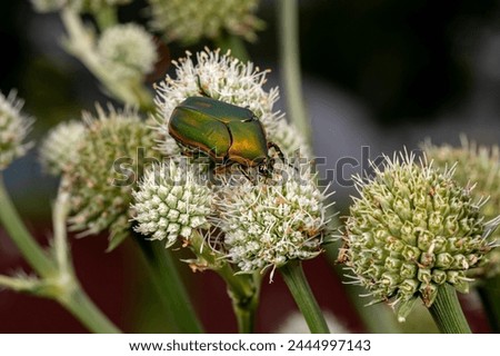 Green June beetle or Green June bug on flower of rattlesnake master plant. Insect and wildlife conservation, lawn and garden pest concept.