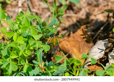 Green June Beetle (Cotinis nitida), commonly known as the June bug or June beetle, characterized by its vibrant green wings with tan or golden-brown borders.