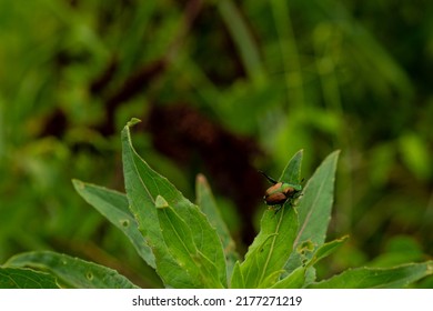 A Green June Bug Sits On A Plant