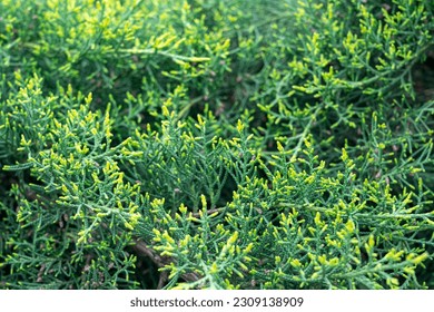 green juniper branches close up as background - Powered by Shutterstock