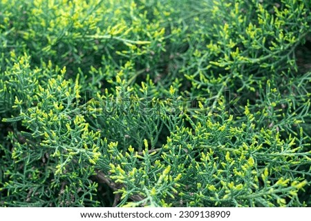 Similar – Image, Stock Photo close up of bushes lavender blooming scented fields on sunset. lavender purple aromatic flowers at lavender fields of the French Provence near Paris.