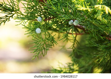 Green Juniper Sprig With Blue Berries