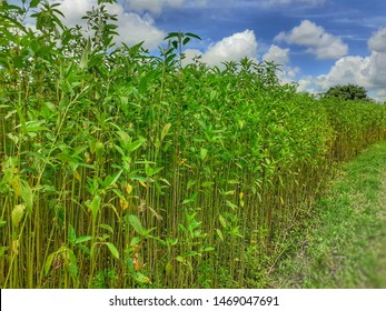 Jute Field Images Stock Photos Vectors Shutterstock