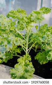 green kale plant branch and stem 
