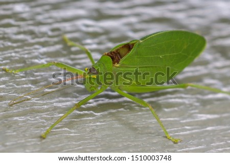Green katydid hanging on to a white wall