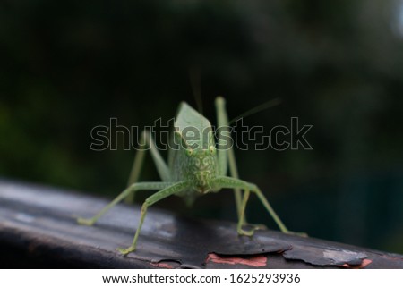 Green katydid walking on a railing looking at camera closeup