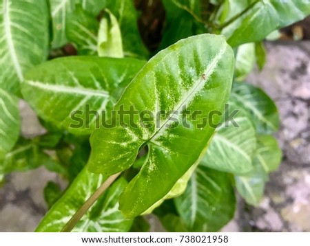Green keaf