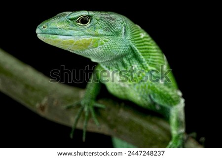green keel- bellied lizard (Gastropholis prasina)