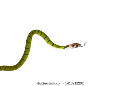 Green Keelback  snake isolated on white background (Rhabdophis nigrocinctus)
