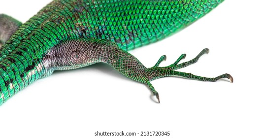 Green Keel-bellied Lizard Foot, Gastropholis Prasina, Isolated On White