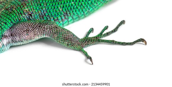 Green Keel-bellied Lizard Foot, Gastropholis Prasina, Isolated On White