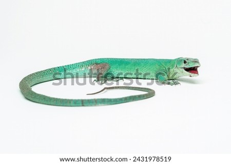 Green Keel-bellied Lizard (Gastropholis prasina) is native to Kenya and Tanzania.