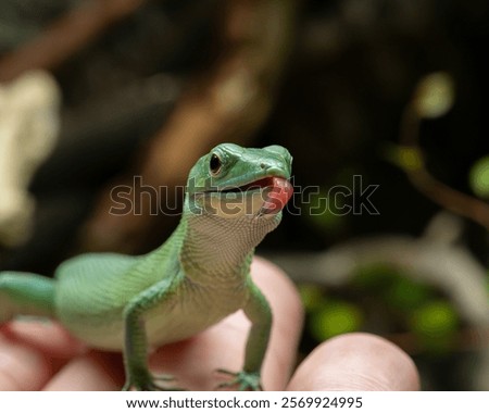 Green keeled belly lizard close up