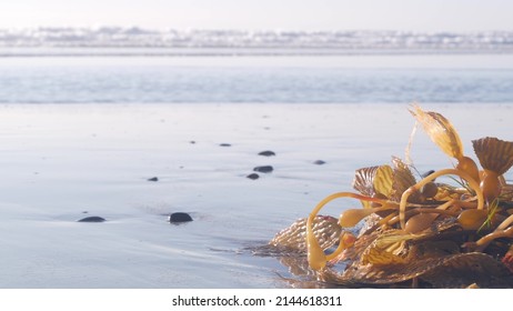 Green Kelp Seaweed On Beach Littoral Sand, California Ocean Coast Nature, USA. Wet Brown Algae By Sea Water Waves, Low Angle Close Up View. Pacific Shore Calm Aesthetic. Seamless Looped Cinemagraph.