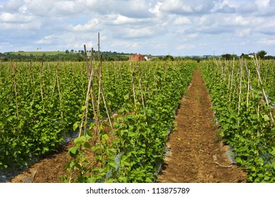 Green Kidney Beans Growing In A Field