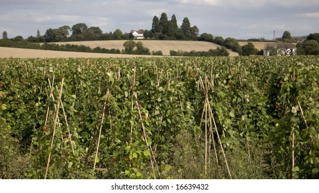 Green Kidney Beans Growing In A Field