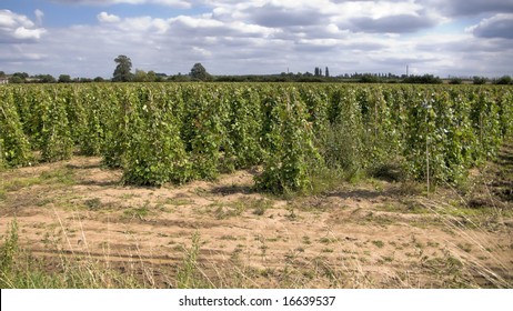 Green Kidney Beans Growing In A Field