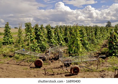 Green Kidney Beans Growing In A Field