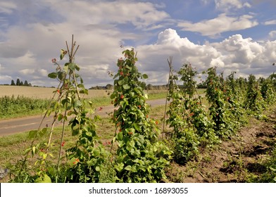 Green Kidney Beans Growing In A Field