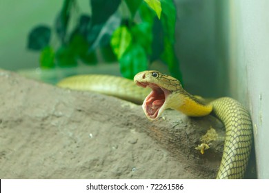 Green King Cobra 