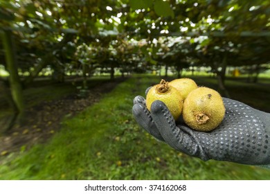 Green Kiwifruit In New Zealand Area Te Puke.