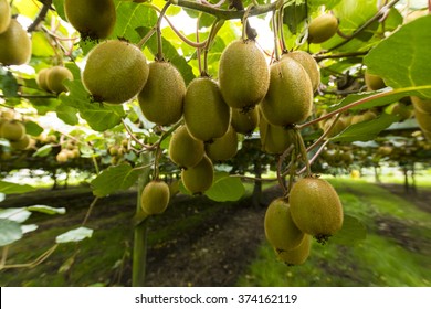 Green Kiwifruit In New Zealand Area Te Puke.