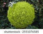 Green Kochia (Kochia scoparia), also known as Burning Bush, Summer Cypress, or Bassia scoparia, is a fast-growing annual plant in the family Amaranthaceae. Native to Eurasia, it is now cultivated