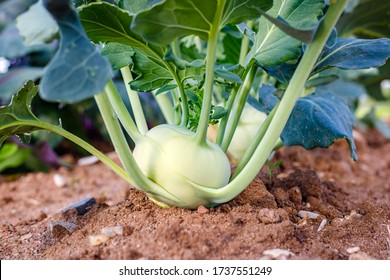 Green Kohlrabi turnip in garden bed in  vegetable field. Kohlrabi cabbage plant growing in Agricultural field, ready to harvest, fresh and ripe.