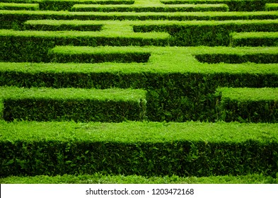 Green labyrinth from a hedge. - Powered by Shutterstock