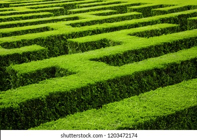 Green labyrinth from a hedge. - Powered by Shutterstock