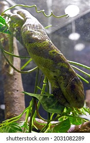 Green Lacertilia Sleep On The Branch