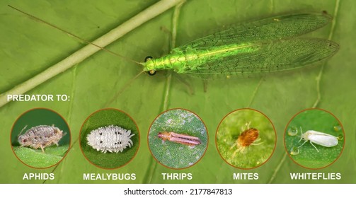 Green Lacewing, Chrysoperla Carnea (Neuroptera: Chrysopidae) Is Natural Enemy To: Aphids, Mealybugs, Thrips, Whiteflies, Scale, And Many More Soft Bodied Insects