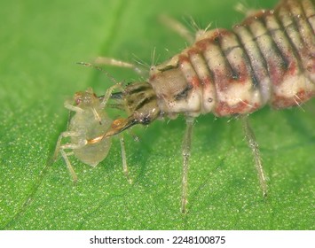 Green lacewing larva (Neuroptera: Chrysopidae) eating Aphid (Hemiptera: Aphididae) on a green leaf - Shutterstock ID 2248100875