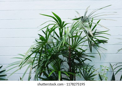 Green Lady Palm Isolated On White Background