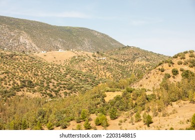 Green Landscape Of The Andalusia Countryside, Spain With Hills And Generic Vegetation