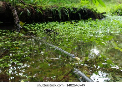 Green Landscape With Charming Creek.