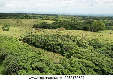 Green landscape with cows and bulls aerial drone view