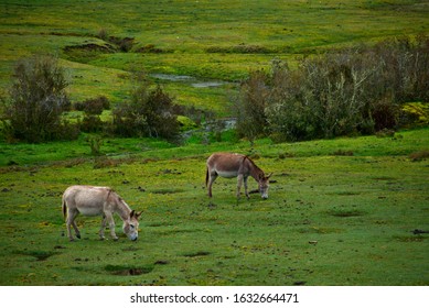 Green Landscape With Horses Grazing In Huascarán National Park Peru