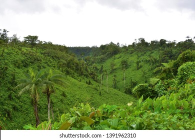 Green Landscape With Jungle, Samoa, Pacific Island