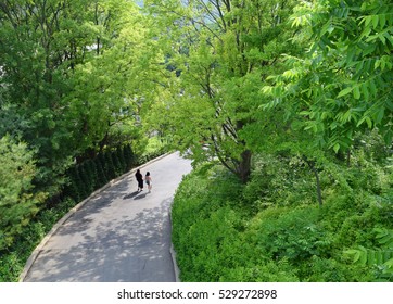 Green Landscape In The Park(Top Viwe)