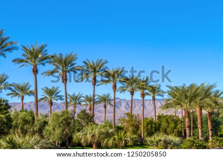 Green landscape with a row of palm trees and mountain range in the background in the Coachella Valley in California