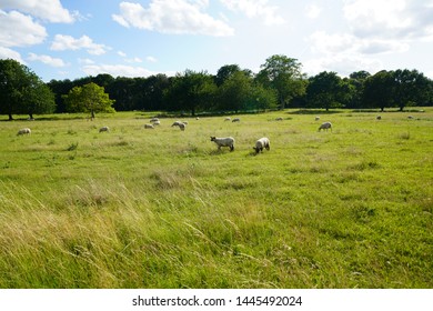 green landscape and sky with clouds in Cambridge UK, 2019 - Shutterstock ID 1445492024
