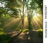 Green landscape with sun rays shining through branches of trees, forest landscape