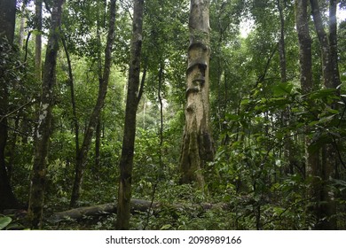 Green Landscape Of Tropical Uganda