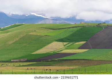 Green Landscapes With Livestock And Agriculture 