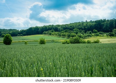 Green Lanscape In Germany. Corn Field