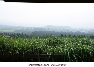 Green Lanscape Of Jeju Island