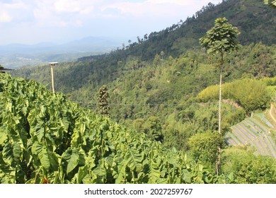 Green Lanscape Tobacco Fields Afternoon