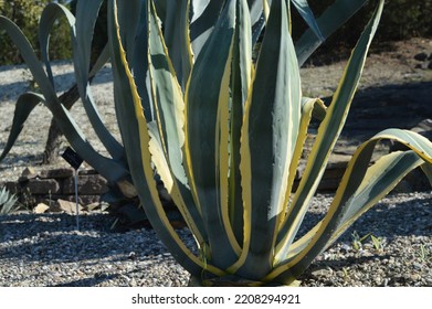 Green And Large Agave Americana Plant